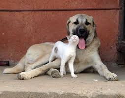 Kangal Dog Anatolian Sheepdog Dog Cat Kitty Cute Animal Pet Social Pet Network Coolpetz Www Coo Kangal Dog Anatolian Shepherd Anatolian Shepherd Dog