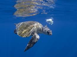 Sea Turtle Species Wwf