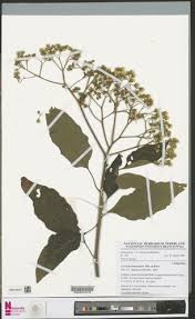 Image result for Monosis conferta