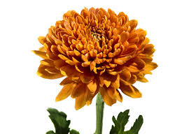 Image result for Criscianthus