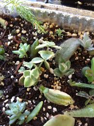 How To Propagate From Succulent Leaf Cuttings Recipe Succulents Plants Transplant Succulents