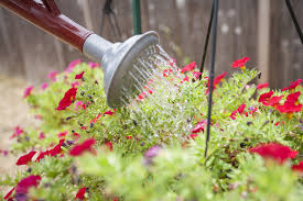 Wann am besten blumen im garten gießen? Wie Oft Sollte Man Blumen Giessen Wasserbedarf Der Pflanzen