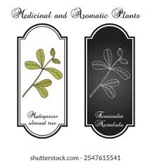 Image result for Terminalia neotaliala