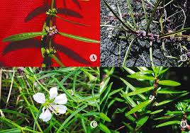 Image result for Nesaea aspera