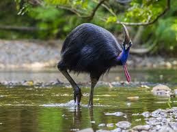 Birds That Cannot Fly Images Why Fly Flightless Bird Mystery Solved Say Evolutionary Scientists Flightless Bird Animals Cassowary