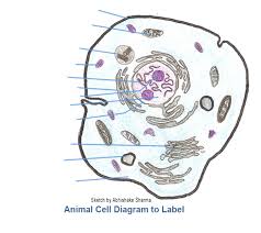 Placing unlabeled balls in unlabeled boxes without repetition. Questions And Answers On Labeled Unlebled Diagrams Of A Human Cell Caterpillar Labelled Diagram Full Hd Version Labelled Diagram Lyla Diagram Origineworkingaussies Fr Cleburnetexas Wall