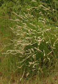 Image result for Hermbstaedtia