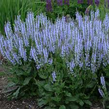 Image result for Salvia