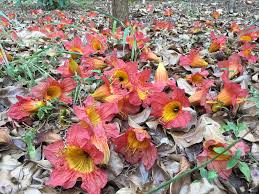 Image result for Markhamia zanzibarica