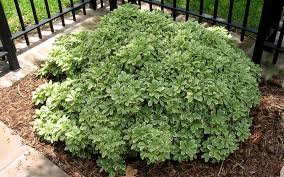 We did not find results for: Buy Variegated Pittosporum Tobira Free Shipping 2 5 Quart Size Pot Japanese Mock Orange Plant For Sale Online From Wilson Bros Gardens