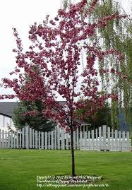 Crabapple 'thunderchild', crab apple 'thunderchild'. Photo Of The Entire Plant Of Flowering Crabapple Malus Thunderchild Posted By Mcash70 Garden Org