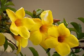 Image result for Allamanda schottii