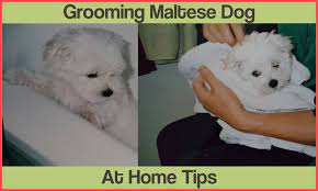 Today i will show you how i groom her at home ^^~~~~~hi! How To Groom A Maltese At Home Arxiusarquitectura