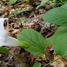 Image result for Convolvulaceae