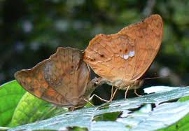 Image result for Pavetta gurueensis