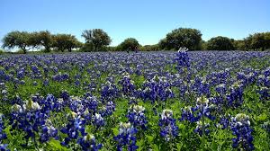 We provide hospice and home care services for most of central texas, including waco, temple, belton, killeen, gatesville, round rock, and surrounding areas. Here S A List Of The Best Central Texas Spots For Bluebonnet Pictures Kvue Com