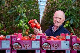 For healthy growth, tomato plants require at least 8 hours of direct sunlight a day. The Led Light Really Makes A Difference After Growing Tomatoes Under Led