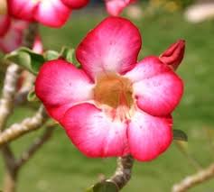 Hidaybu, HD, YE · iNaturalist