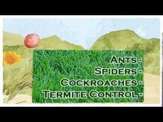 Pest control dallas fort worth texas. 49 Pest Control Videos Dallas Fort Worth Pest Control Pests Termite Control