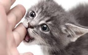 Ruyada Kedi Gormek Aliskanlik Ruya Tabirleri