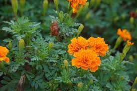 Keunikan warnanya membuat bunga ini sering digunakan sebagai tanaman hias yang dapat. Langkah Budidaya Bunga Marigold Dengan Panen Singkat Trikmerawat Com