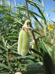 Image result for Crotalaria juncea