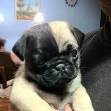 Black And Tan Pug Puppies Half Black Tan Pug Pup Cute Pugs Pug Puppies Baby Pugs