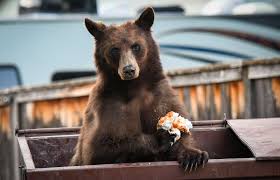 After a game of basketball the bears find out their stuff has been stolen. Trash In Glenwood Springs Causing More Bear Conflicts Than Usual Aspentimes Com