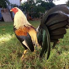 100 gambar ayam terbaik ayam ayam jantan tanaman asli. Agen Sabung Ayam Online Klik The Picture For More Information Ayam Burung Cantik Hewan