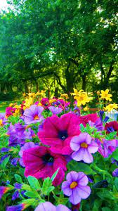 On Twitter Flower Landscape Beautiful Flowers Flower Garden