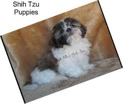 At this time the airlines will ship puppies to the following states: Ysegyif0auvism