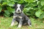 - Virginia Dog Rescue - ADOPTIONS - Rescue Me!