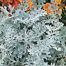 Image result for Senecio mariettae