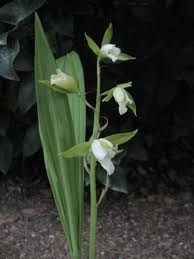Image result for Eulophia elegans