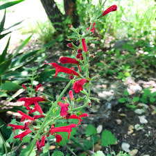 Click on image to view plant details. Texas Hill Country Wildflower Identification Guide