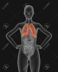 The female reproductive system is one of the most vital parts of the human reproductive process. Woman Body X Ray Scan With Visible Respiratory System 3d Render Stock Photo Picture And Royalty Free Image Image 65037857