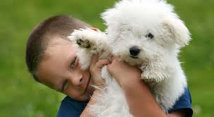 Maybe you would like to learn more about one of these? Barcs Adoption Event Carroll County Ag Center