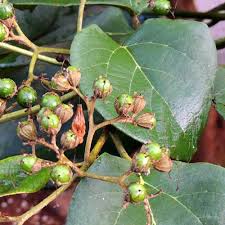 Image result for Cordia africana