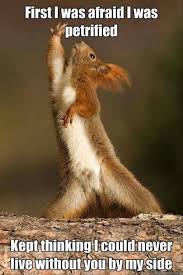 I would not want to encounter a wild boar. Funny Wild Animal Pics