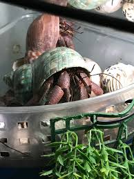 Hermit Crabs Are Grumpy In The Morning Squiggy And Crackers Would Like To Know Why I Disturbed Them With The Lights Awwnverts
