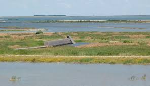 Een natuurparadijs voor vissen en vogels en een heerlijke plek om te recreëren. Marker Wadden Neue Naturinseln Im Markermeer Holland Com