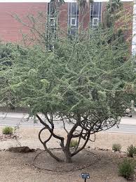 Image result for Acacia mellifera