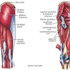 This deep muscle begins in the low back and pelvis and connects on the inside edge of the upper femur. Superficial Left And Deep Right Muscles Around The Hip Download Scientific Diagram