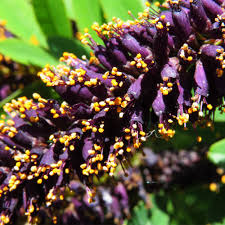 Image result for Indigofera secundiflora