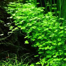 Image result for Hydrocotyle