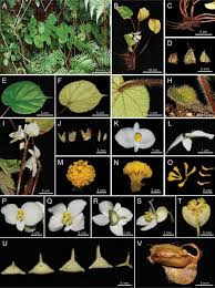 Image result for Begoniaceae