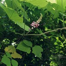 Image result for Pueraria