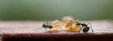 It also aids helps in the relief from headaches and. Ant Control Myth Busting Western Exterminator