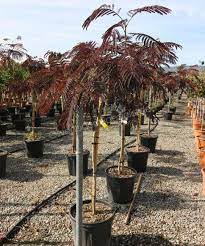 My bargain albizia julibrissin 'summer chocolate' is really stretching out and achieving some size. Albizia Julibrissin Summer Chocolate Albizia Productinformatie Albizia Albizia Specialist Overloon