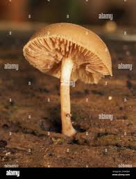 Image result for Simocybe centunculus